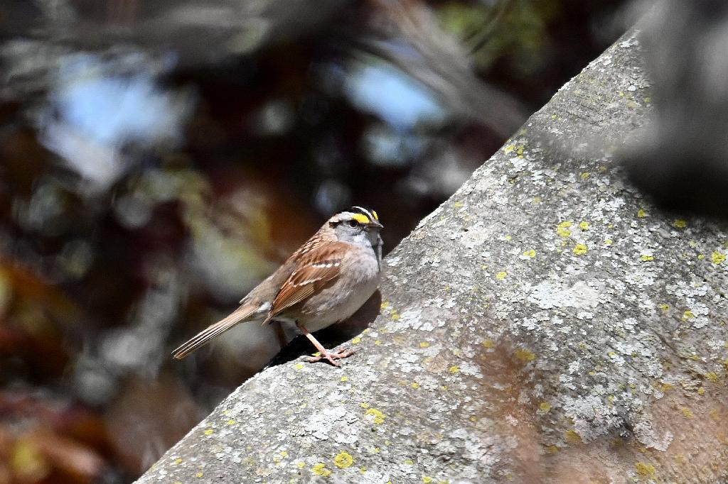 2025-04286699 Mount Auburn Cemetery, MA.JPG - White-throated Sparrow. Mount Auburn Cemetery, MA, 4-28-2025